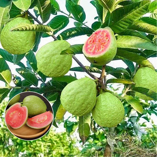 Siam Pink Guava Air Layered Healthy Fruit Plant