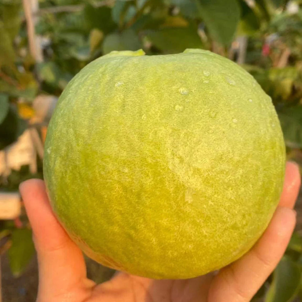 Siam Pink Guava Air Layered Healthy Fruit Plant