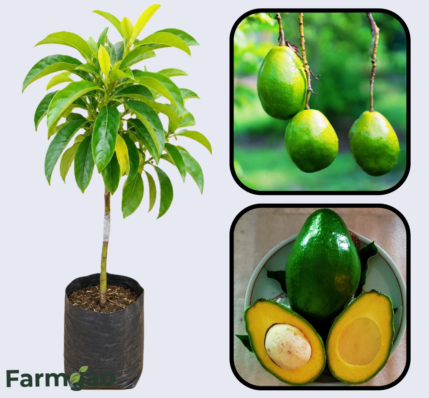 Simmonds Avocado Grafted Healthy Fruit Plant