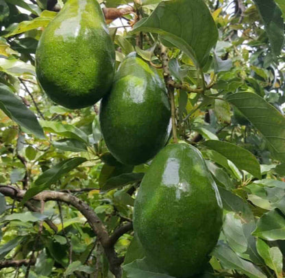 Simmonds Avocado Grafted Healthy Fruit Plant
