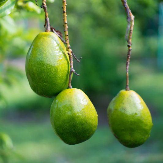 Simmonds Avocado Grafted Healthy Fruit Plant