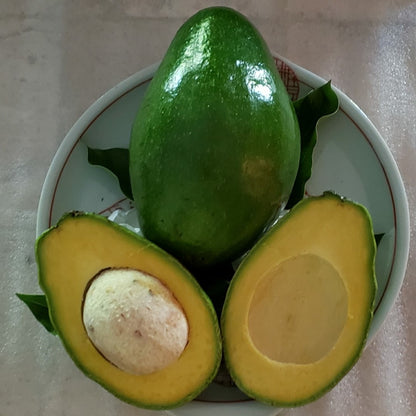 Simmonds Avocado Grafted Healthy Fruit Plant