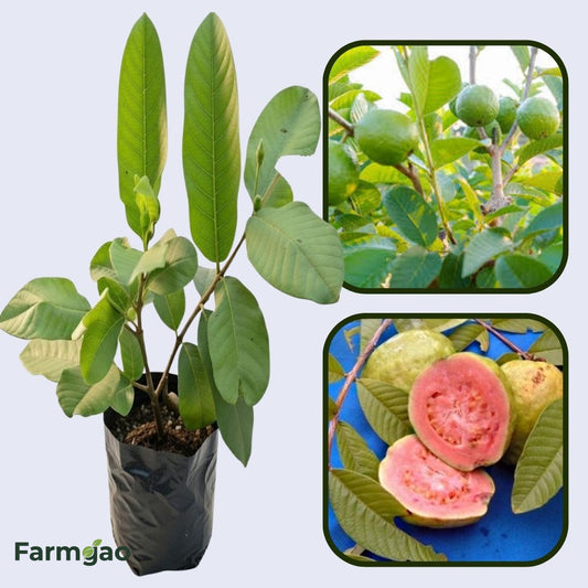 Sinaloa Pink Guava Air Layered Healthy Fruit Plant