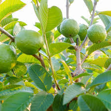 Sinaloa Pink Guava Air Layered Healthy Fruit Plant