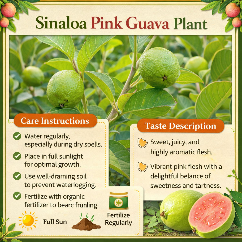 Sinaloa Pink Guava Air Layered Healthy Fruit Plant