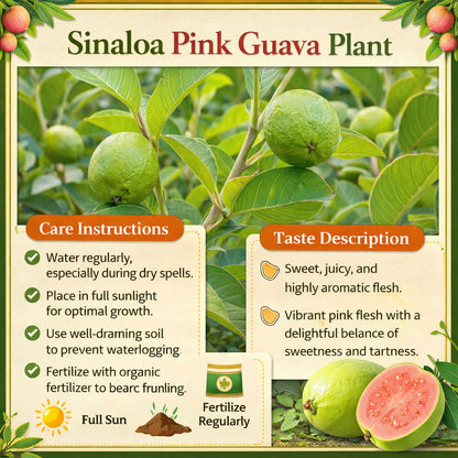 Sinaloa Pink Guava Air Layered Healthy Fruit Plant