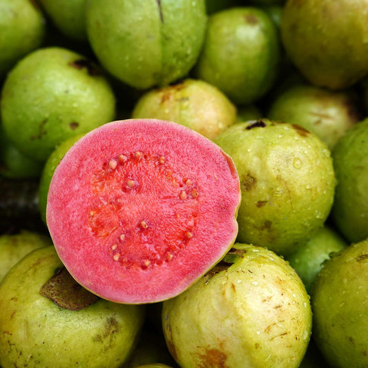 Sinaloa Pink Guava Air Layered Healthy Fruit Plant
