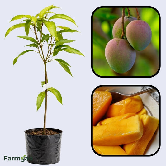 Sindhri Mango Aam Grafted Healthy Fruit Plant