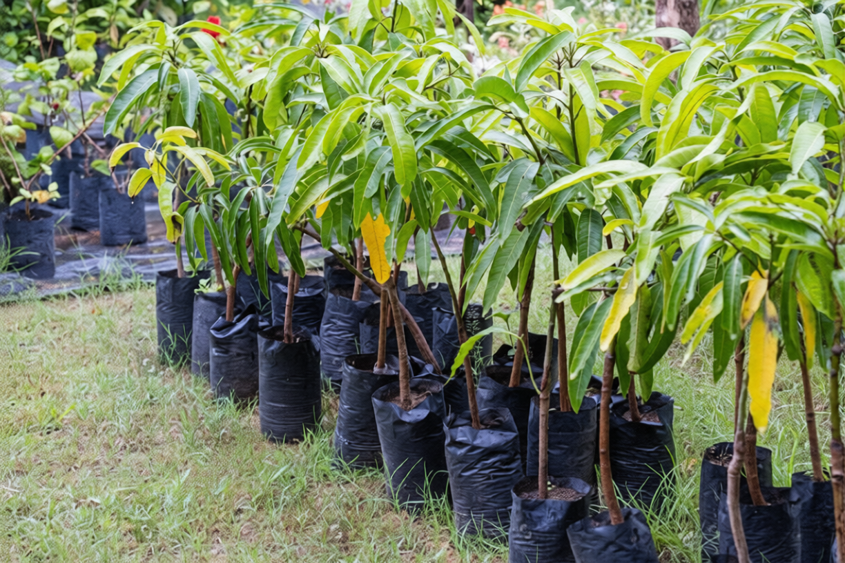 Sindhri Mango Aam Grafted Healthy Fruit Plant