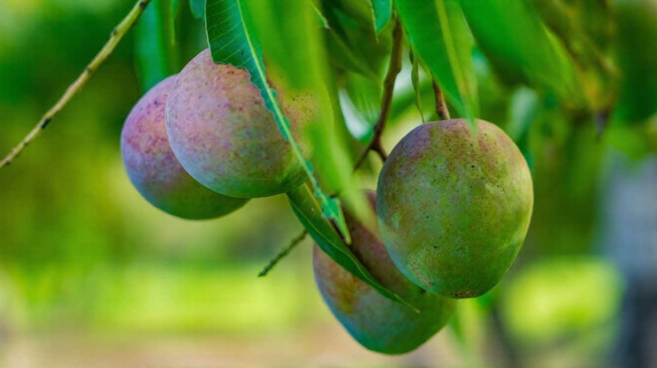 Sindhri Mango Aam Grafted Healthy Fruit Plant