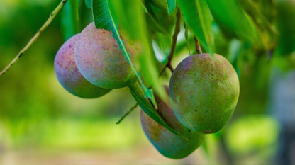 Sindhri Mango Aam Grafted Healthy Fruit Plant