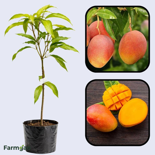 Sindhu Mango Aam Grafted Healthy Fruit Plant