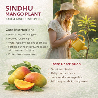 Sindhu Mango Aam Grafted Healthy Fruit Plant