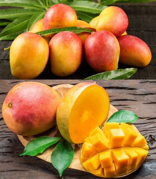 Sindhu Mango Aam Grafted Healthy Fruit Plant