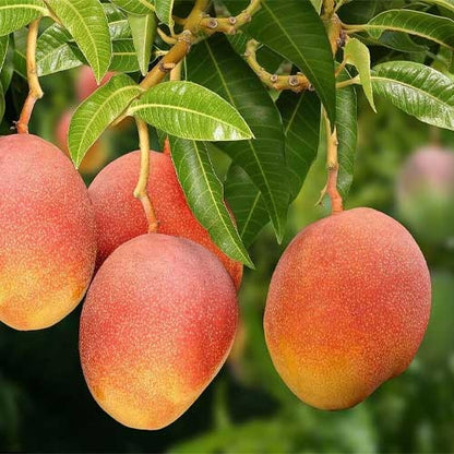 Sindhu Mango Aam Grafted Healthy Fruit Plant
