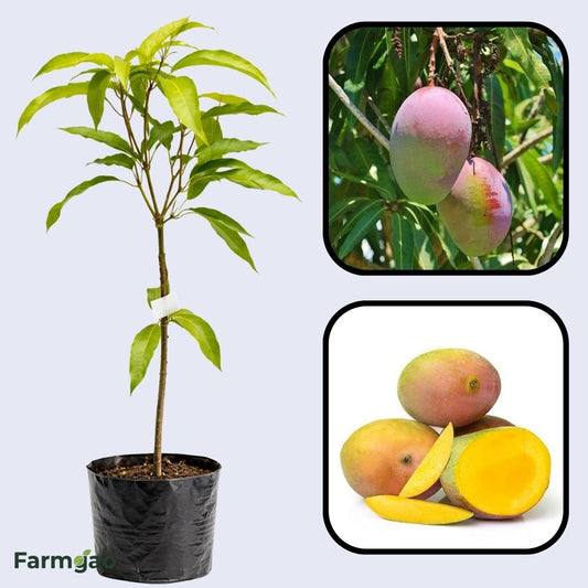 Sindhura Mango Aam Grafted Healthy Fruit Plant
