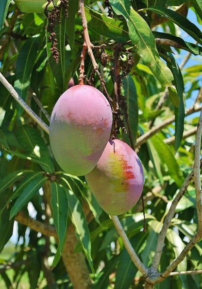 Sindhura Mango Aam Grafted Healthy Fruit Plant