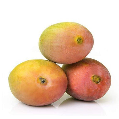 Sindhura Mango Aam Grafted Healthy Fruit Plant