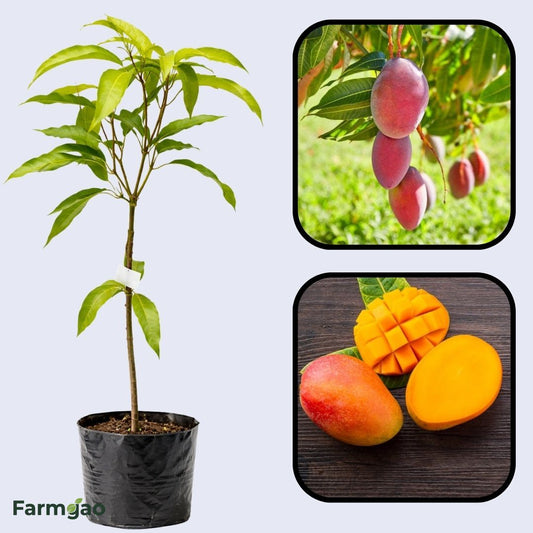 Sindoori Mango Aam Grafted Healthy Fruit Plant
