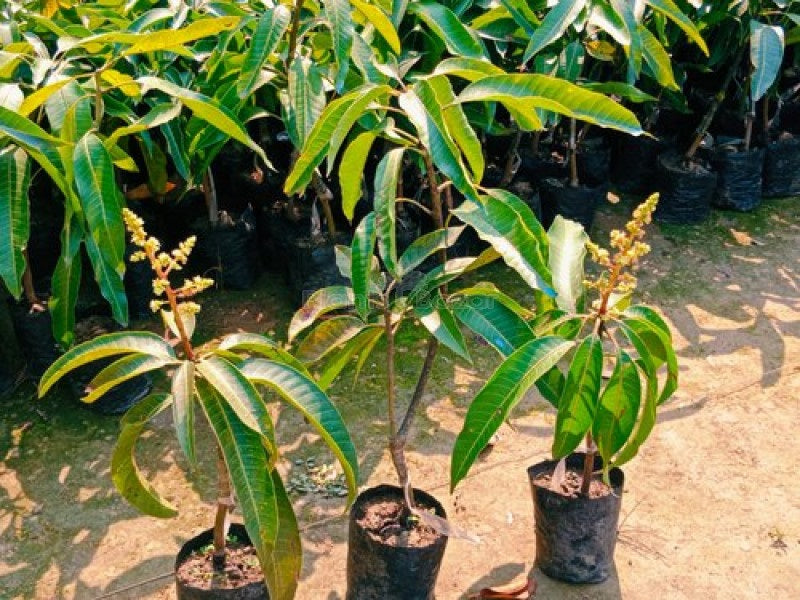 Sindoori Mango Aam Grafted Healthy Fruit Plant