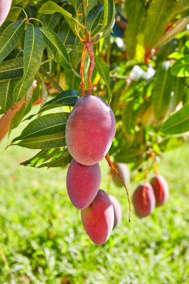 Sindoori Mango Aam Grafted Healthy Fruit Plant