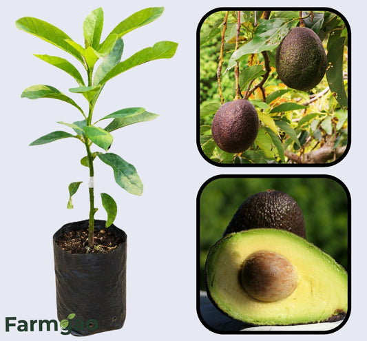 Sir Prize Avocado Grafted Healthy Fruit Plant