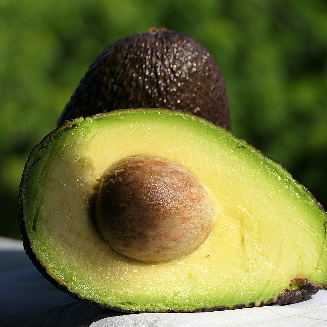 Sir Prize Avocado Grafted Healthy Fruit Plant