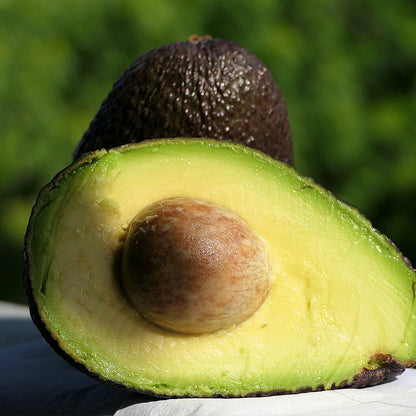 Sir Prize Avocado Grafted Healthy Fruit Plant