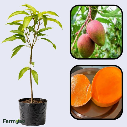 Smith Mango Aam Grafted Healthy Fruit Plant