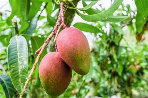Smith Mango Aam Grafted Healthy Fruit Plant