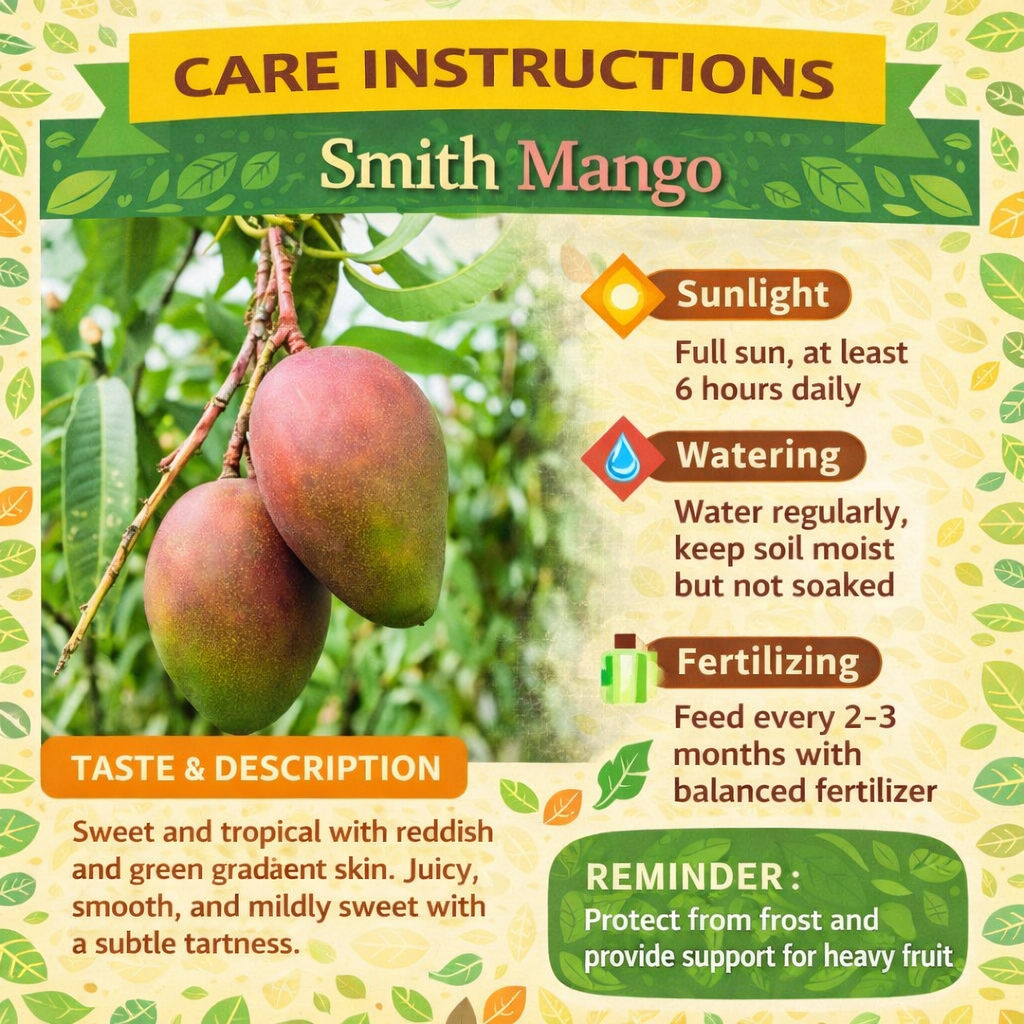 Smith Mango Aam Grafted Healthy Fruit Plant