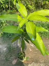 Smith Mango Aam Grafted Healthy Fruit Plant