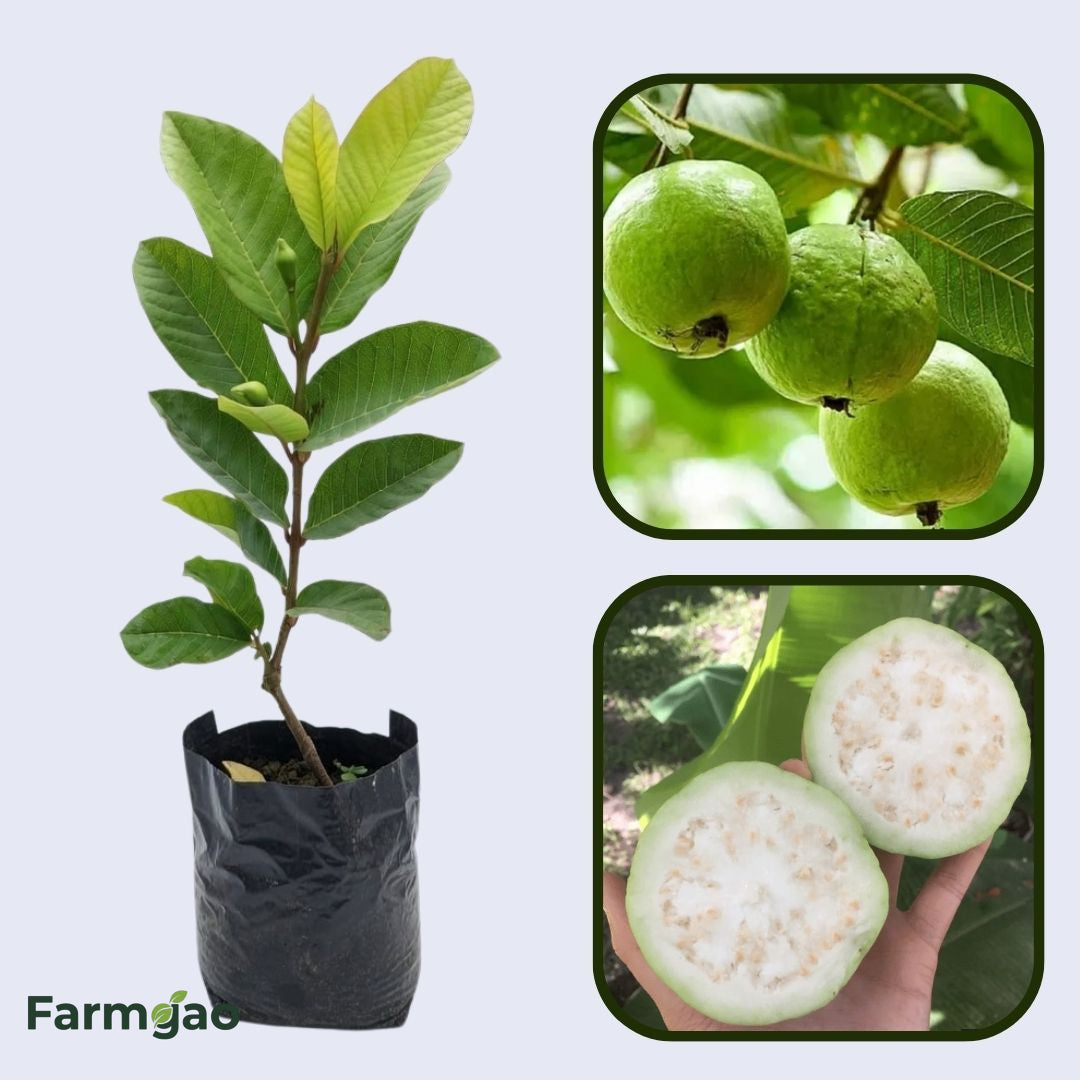 Solapur White Guava Air Layered Healthy Fruit Plant