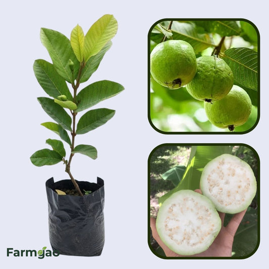 Solapur White Guava Air Layered Healthy Fruit Plant