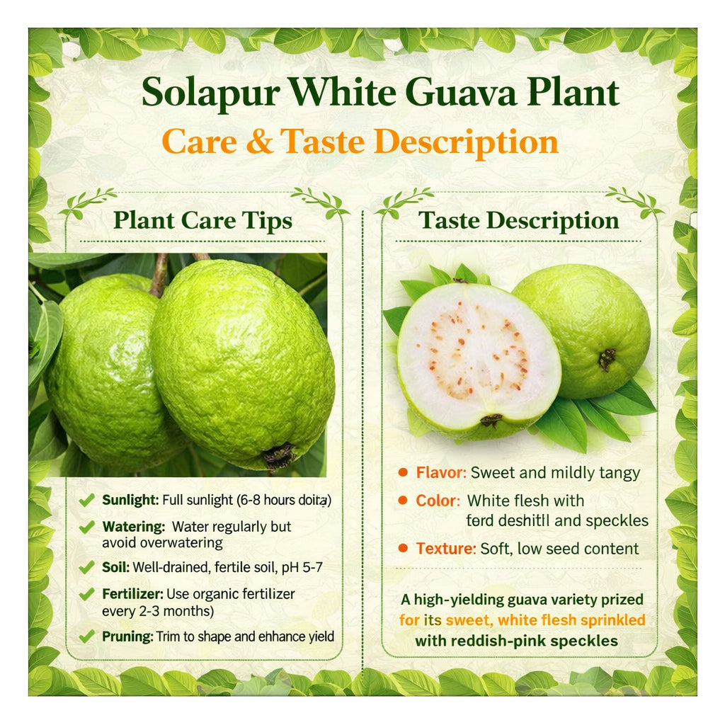 Solapur White Guava Air Layered Healthy Fruit Plant