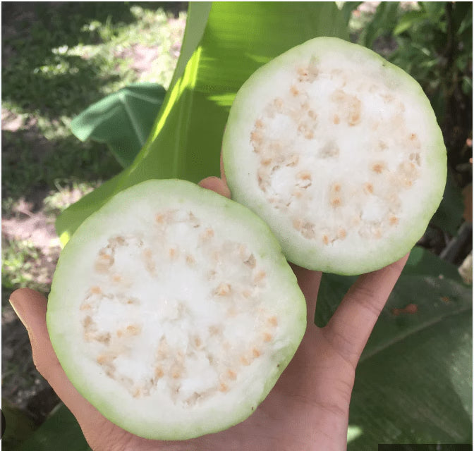 Solapur White Guava Air Layered Healthy Fruit Plant