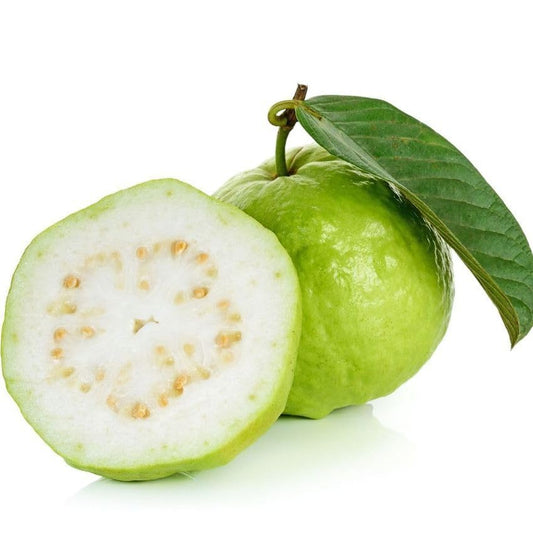 Solapur White Guava Air Layered Healthy Fruit Plant