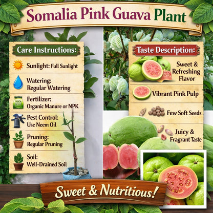 Somalia Pink Guava Air Layered Healthy Fruit Plant