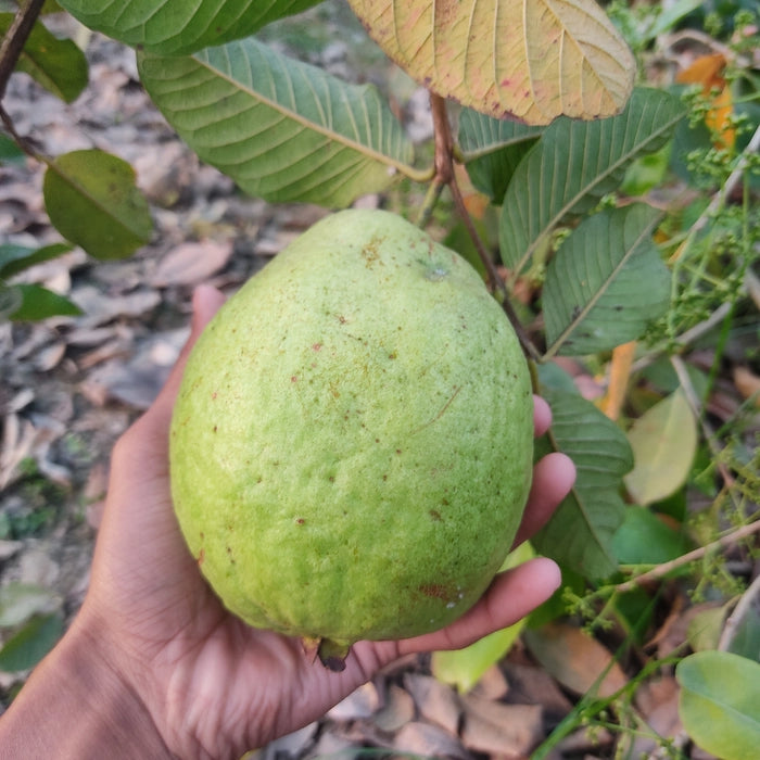 Somalia Pink Guava Air Layered Healthy Fruit Plant