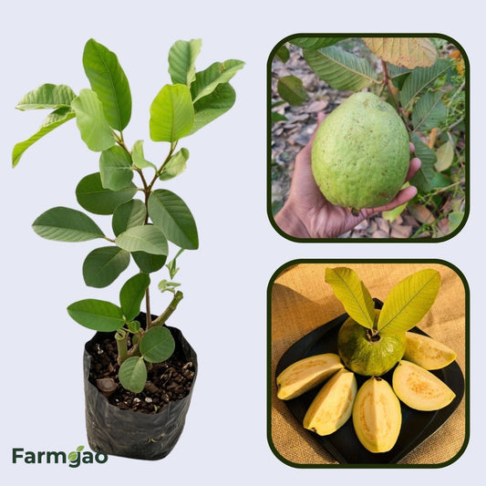 Sonora White Guava Air Layered Healthy Fruit Plant