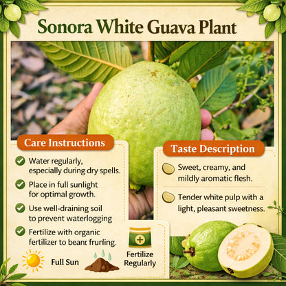 Sonora White Guava Air Layered Healthy Fruit Plant