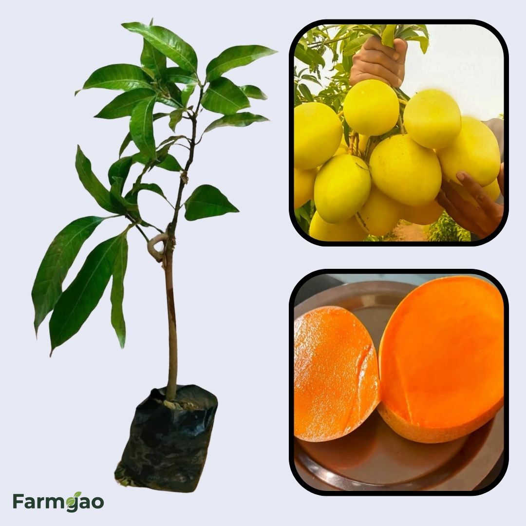 Sonpari Mango Aam Grafted Healthy Fruit Plant