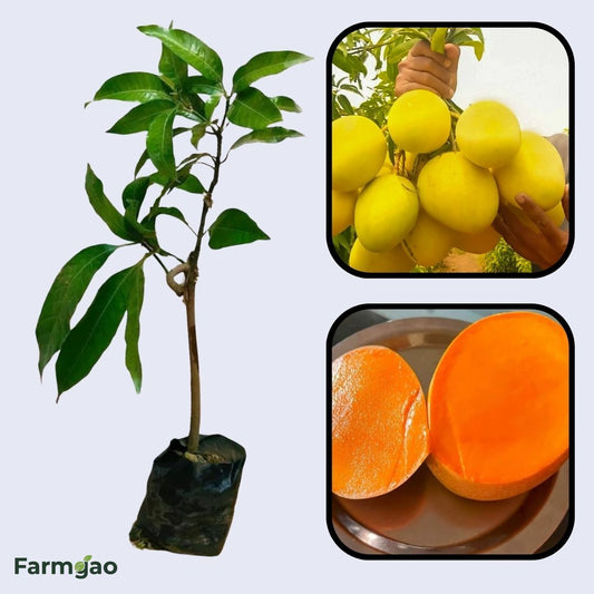 Sonpari Mango Aam Grafted Healthy Fruit Plant