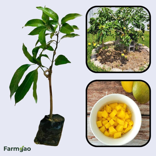 Sophie Fry Mango Aam Grafted Healthy Fruit Plant