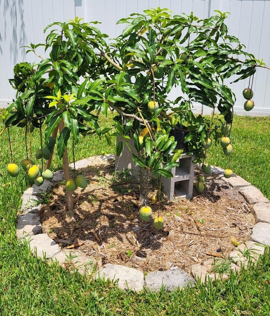 Sophie Fry Mango Aam Grafted Healthy Fruit Plant