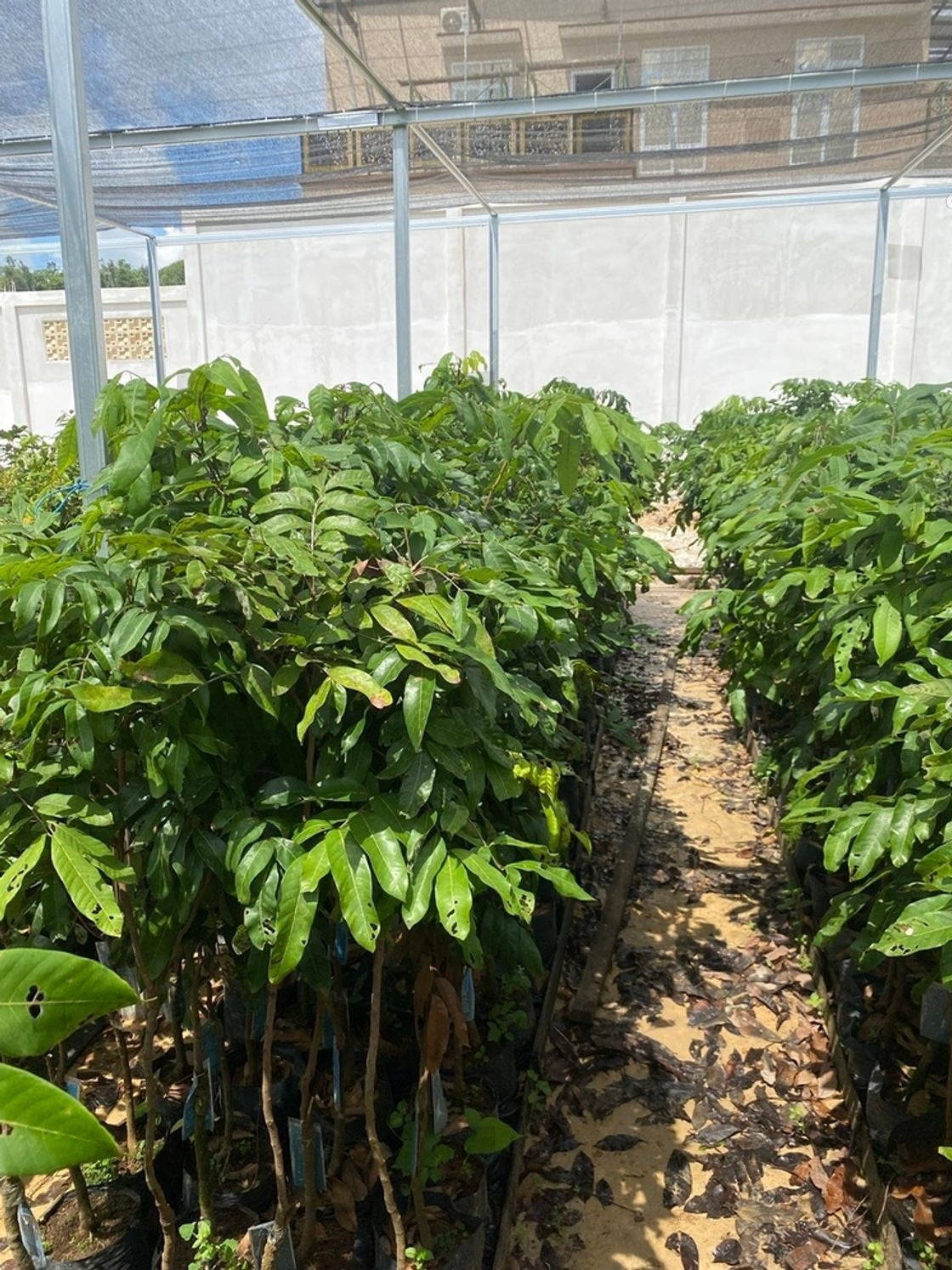 Sophie Fry Mango Aam Grafted Healthy Fruit Plant