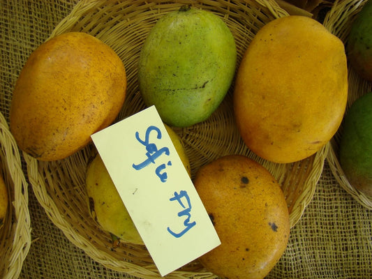 Sophie Fry Mango Aam Grafted Healthy Fruit Plant