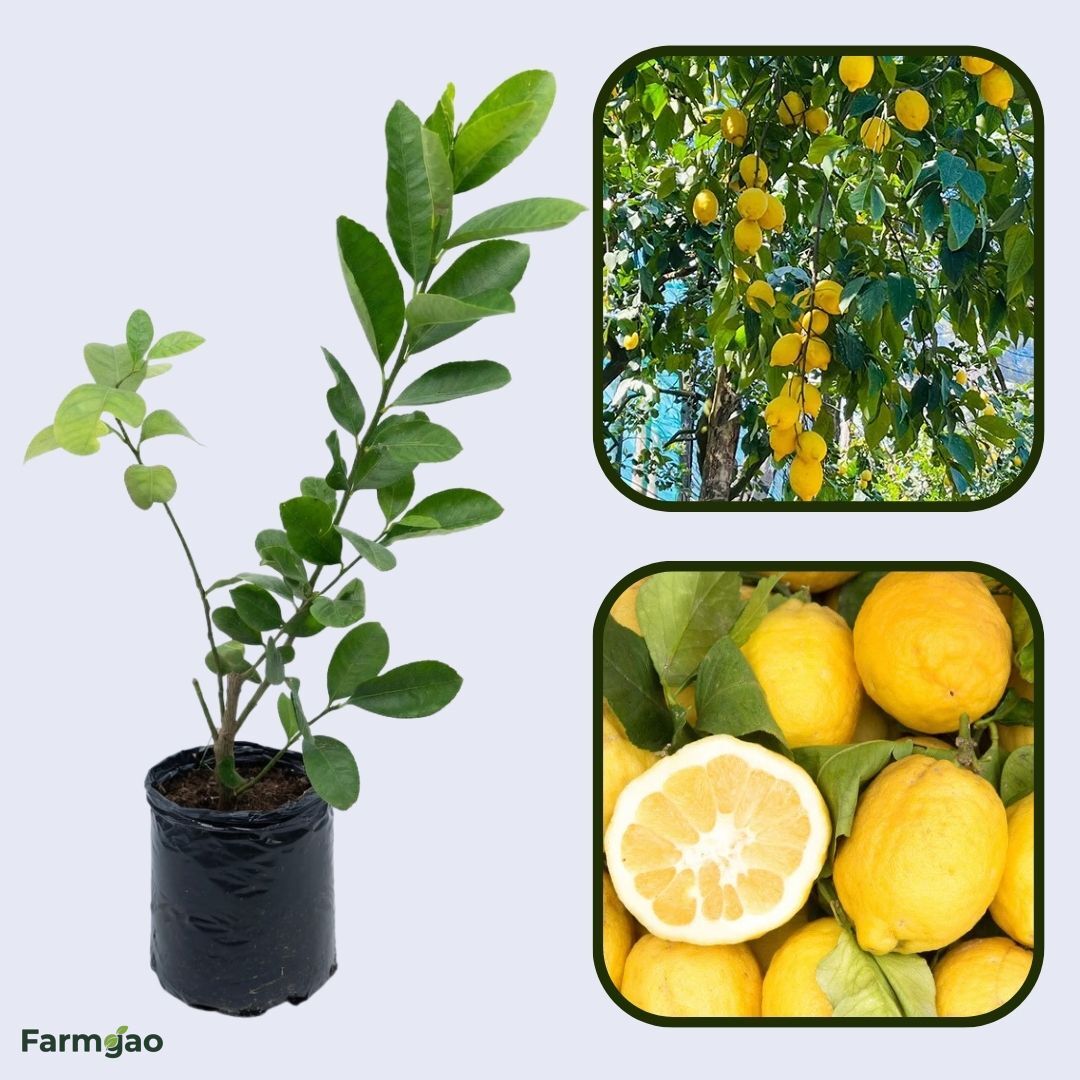 Sorrento Lemon Plant Live Nimbu Tree Kagzi Lemon Citrus Limon Fruit Plant