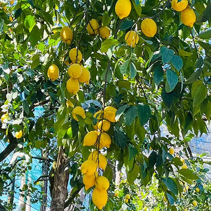 Sorrento Lemon Plant Live Nimbu Tree Kagzi Lemon Citrus Limon Fruit Plant