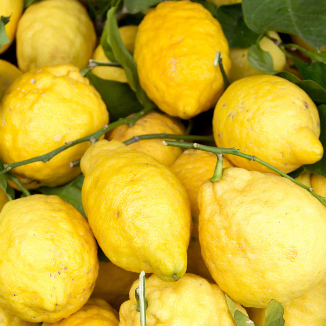 Sorrento Lemon Plant Live Nimbu Tree Kagzi Lemon Citrus Limon Fruit Plant